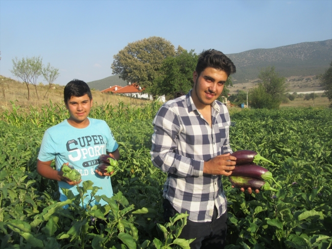 Afyonkarahisar'da asırlık tohumla patlıcan üretimi yapılıyor